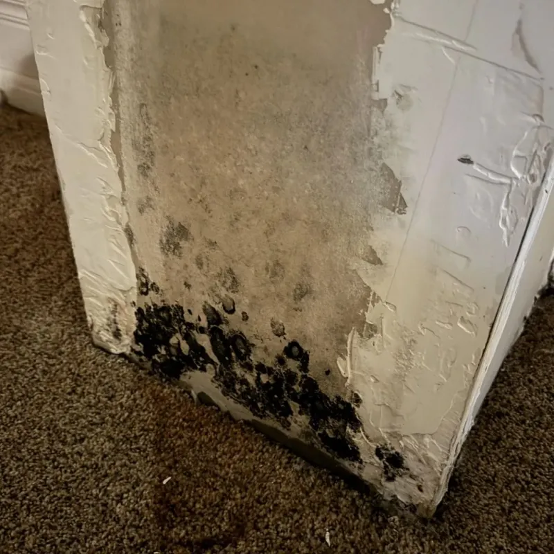 Professional Mold Removal in Willows, CA